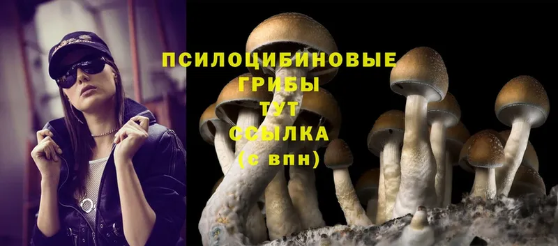 Галлюциногенные грибы Psilocybe  Ак-Довурак 